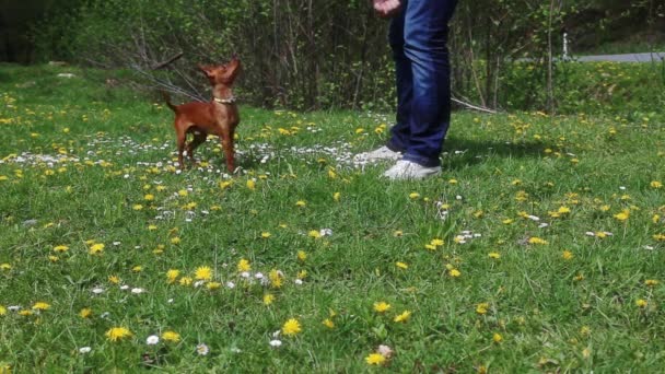 Человек тренирует собаку на поле
 - Кадры, видео