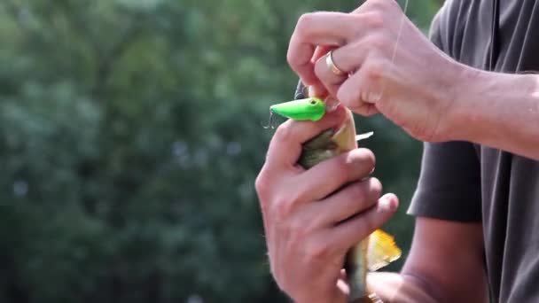 Pescatore rimuove le catture di pesce dalla sua canna da pesca
 - Filmati, video