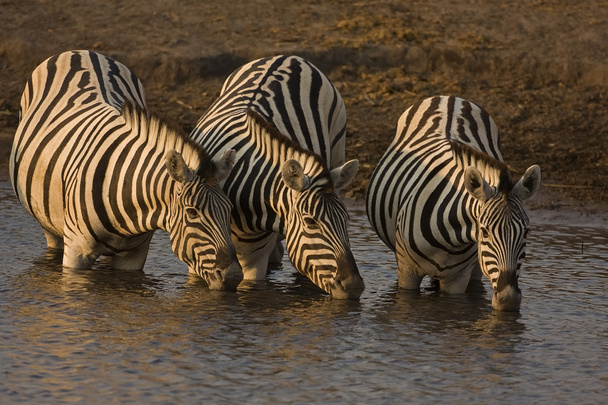 Burchells зебр
 - Фото, зображення