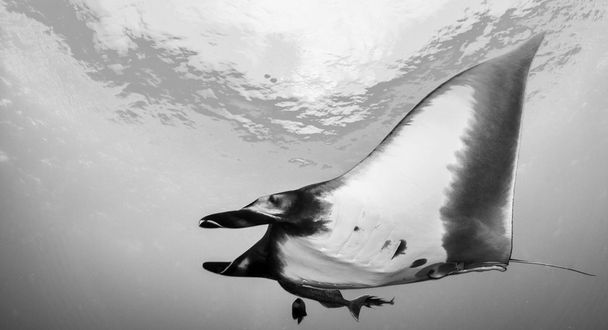 Manta Ray - plongée sous-marine
 - Photo, image