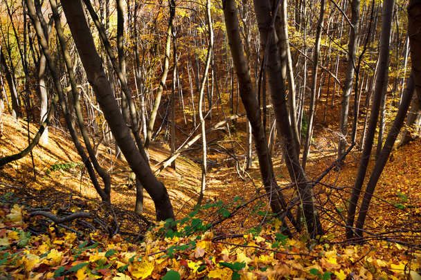 Autumn  in  the  forest - Zdjęcie, obraz