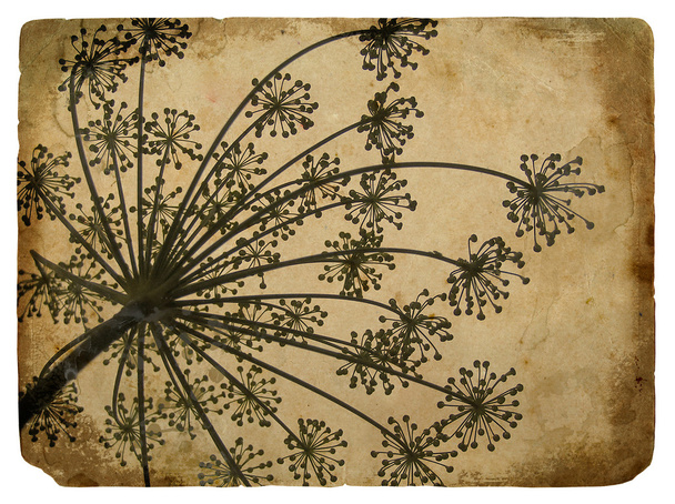 Old paper with floral element dill - Photo, Image