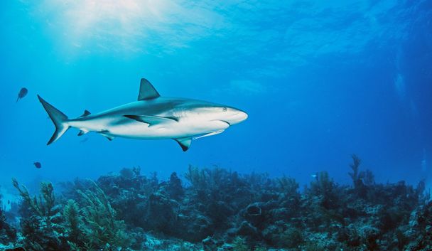 カリブ海リーフ サメ - 写真・画像