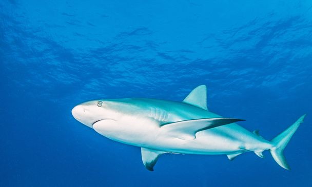 karibi zátony cápa - Fotó, kép