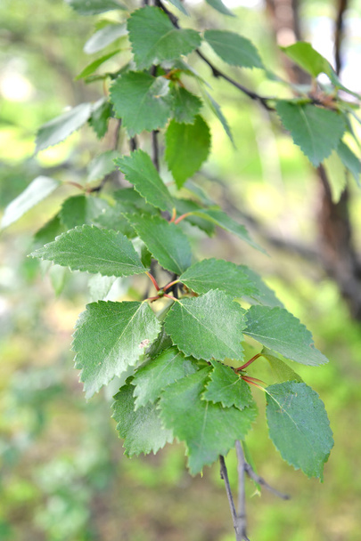 Branch with leaves of a birch subarctic (Betula subarctica N.I.  - Zdjęcie, obraz