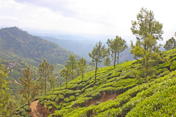 Mountains and tea plantations. - Photo, Image