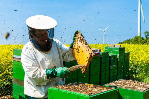 experimentado apicultor senior trabajando en la floreciente colza fie
 - Foto, Imagen