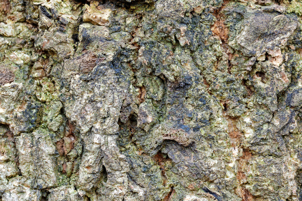Texture of old mango tree bark with greenish color - Foto, imagen
