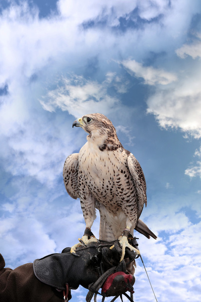 Falcon perched on leather gloved hand - Photo, Image