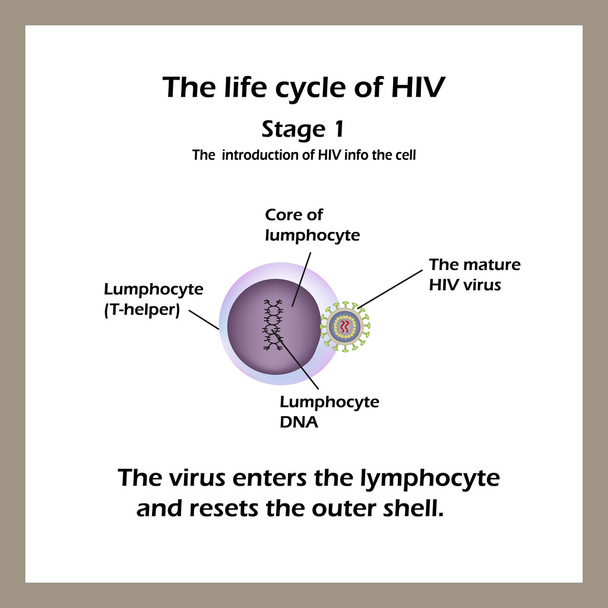 Le cycle de vie du VIH. Étape 1 - Le virus pénètre dans le lymphocyte. Illustration vectorielle
 - Vecteur, image