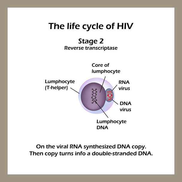 Le cycle de vie du VIH. Stade 2 - L'ARN viral synthétise la copie d'ADN. Journée mondiale du sida. Illustration vectorielle
 - Vecteur, image