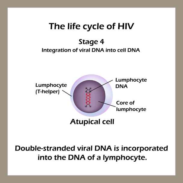 Le cycle de vie du VIH. Étape 4 - L'ADN viral à double brin est incorporé dans l'ADN d'un lymphocyte. Journée mondiale du sida
. - Vecteur, image