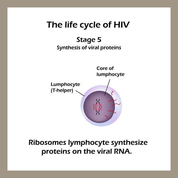 Le cycle de vie du VIH. Stade 5 - Les cellules lymphocytaires des ribosomes synthétisent les protéines de l'ARN du virus. Journée mondiale du sida
. - Vecteur, image
