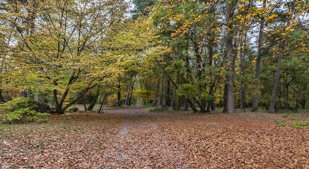Autumn path covered in fallen leaves - Fotografie, Obrázek