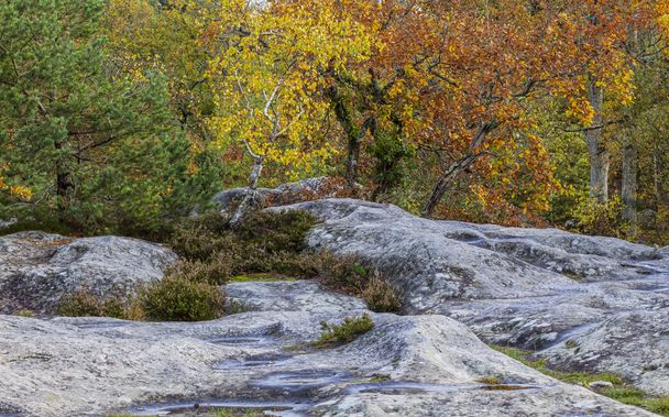Autumn Scene in Fontainebleau Forest - Foto, Imagem