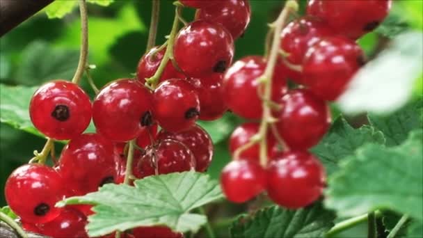 Sprigs large, ripe red currant among the green foliage - Footage, Video