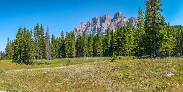 Rocky Dağları ve çiçekler, Alberta, Kanada ile manzara - Fotoğraf, Görsel