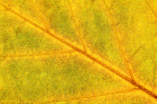 Nahaufnahme des Herbstblattes - Foto, Bild