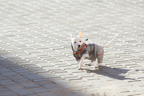 Speelse Chihuahua wandelingen - Foto, afbeelding