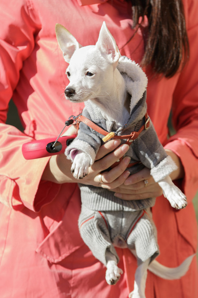 Moda köpek kadının elinde - Fotoğraf, Görsel