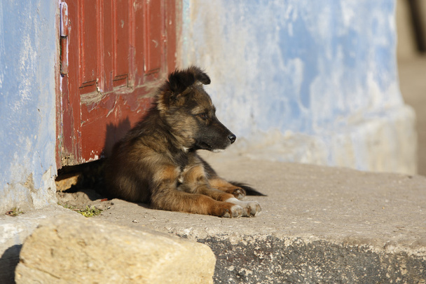 Jeune chien à la porte
 - Photo, image