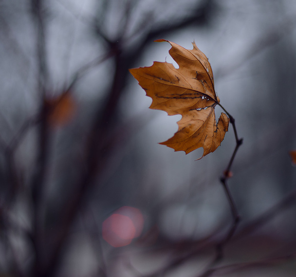 Minimal autumn art. - Photo, Image