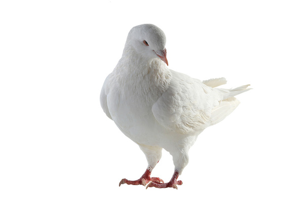 white pigeon - symbol of peace - Zdjęcie, obraz