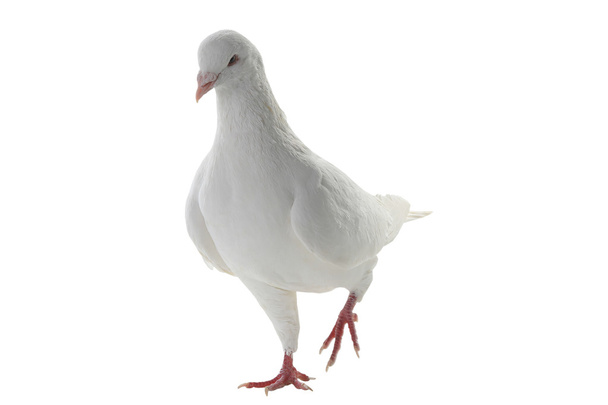 white pigeon - symbol of peace - 写真・画像