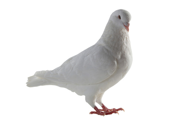 white pigeon - symbol of peace - Foto, immagini