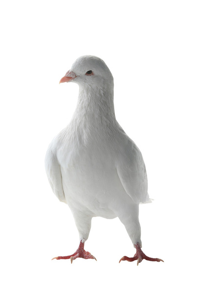 white pigeon - symbol of peace - Valokuva, kuva