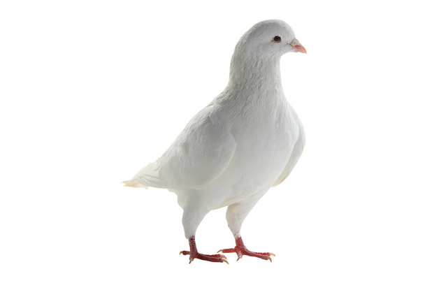 white pigeon - symbol of peace - Photo, image