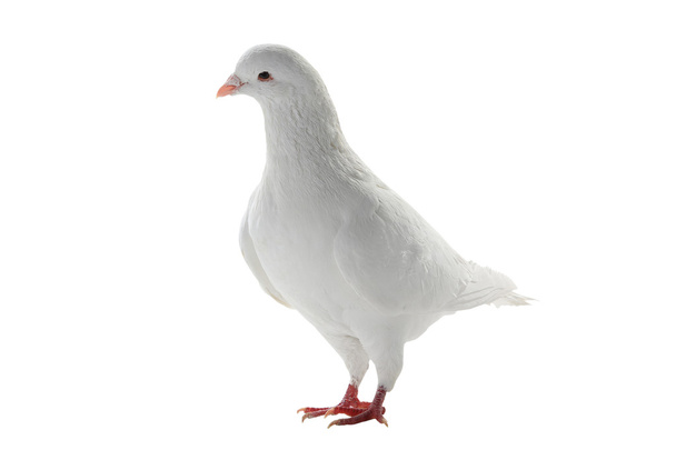 white pigeon - symbol of peace - Foto, imagen