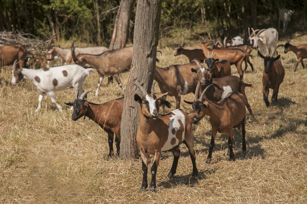 kozy na pastvu - Fotografie, Obrázek