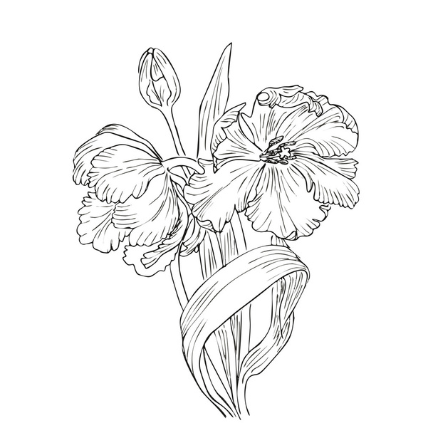Hand drawn vector with tulips - Vektori, kuva