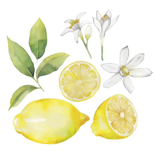 Kolekce citron akvarel - Vektor, obrázek