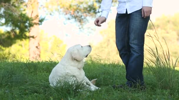 Mann gibt seinem Hund Futter als Belohnung - Filmmaterial, Video