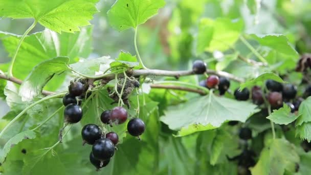 Black currant branch - Footage, Video