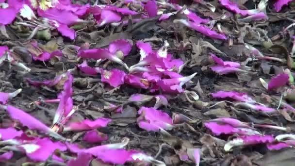Bloemblaadjes op grond van roze floss-silk boom (Ceiba speciosa) - Video