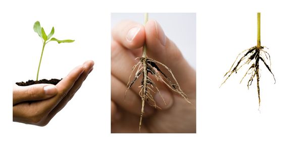 Plant roots hold hands arable earth collage - Photo, Image