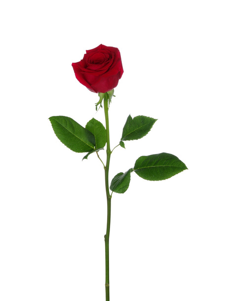 punainen ruusu eristetty valkoinen - Valokuva, kuva
