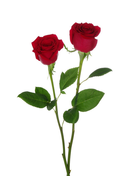 zwei rote Rosen  - Foto, Bild