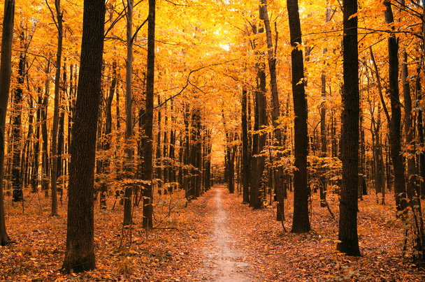Herbstbäume im Wald - Foto, Bild