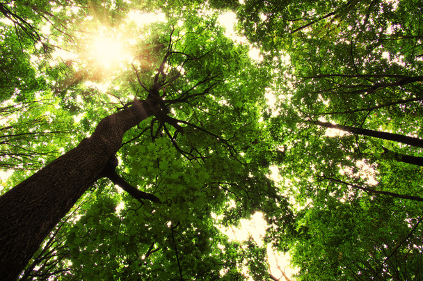δάσος με το φως του ήλιου - Φωτογραφία, εικόνα