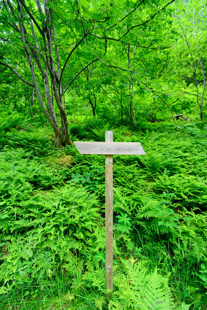 Panneau de sentier en bois dans la forêt norvégienne
 - Photo, image