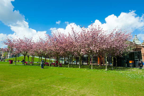 Sloped Lawn & Japanese Cherry Trees across the Museumplein, the Netherlands. - Zdjęcie, obraz