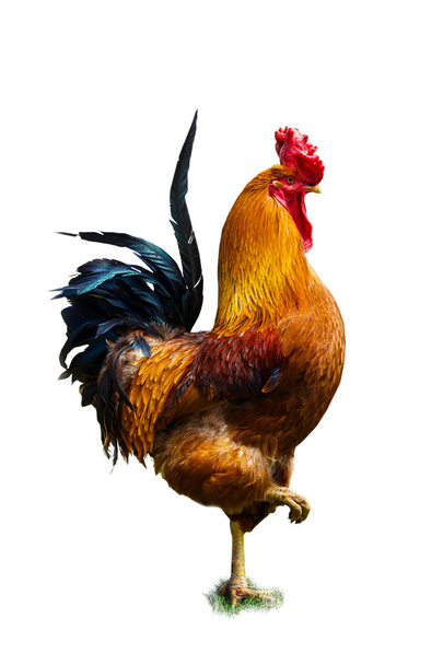 Beautiful rooster isolated on the white  background - Photo, Image