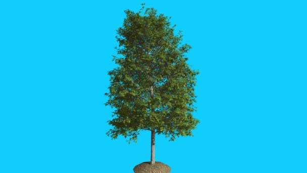 Shingle Oak Tree se balance au vent Les feuilles d'arbre vert flottent Couronne en été Animation générée par ordinateur Fabriqué en studio
 - Séquence, vidéo