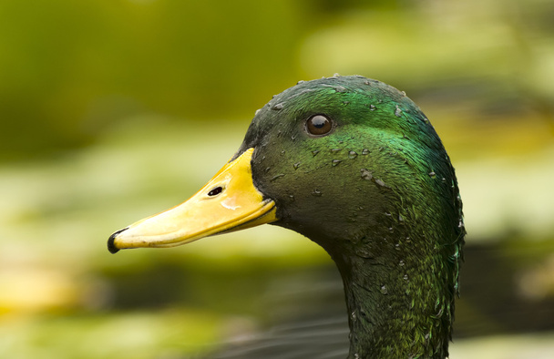 mallard duck hoofd - Foto, afbeelding