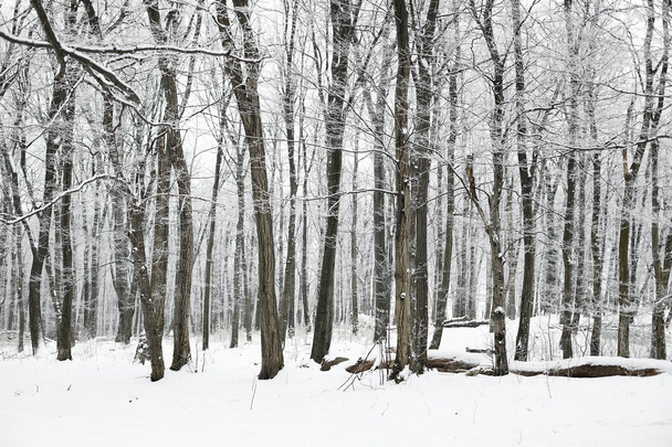 Winter Forest - Photo, image