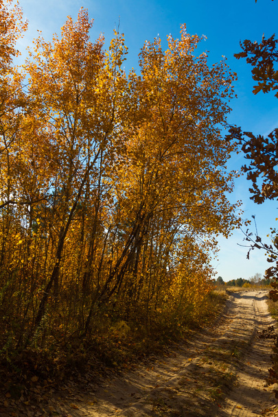 Золотая осень на Украине
 - Фото, изображение